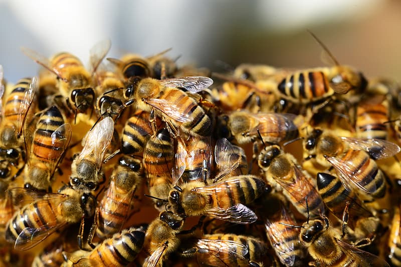 preprečevanje ropanja čebeljega panja