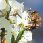 Tehnična rešitev za preprečevanje čebeljega ropa